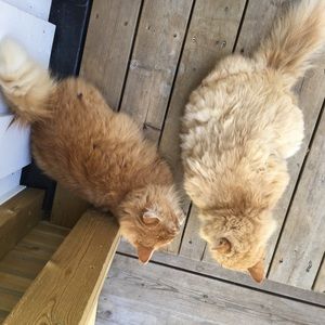 Meet your Posher, Jenny